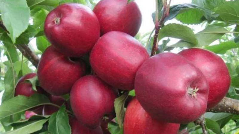 सेब की बंपर पैदावार से किन्नौर बना टॉप सेब उत्पादक जिला